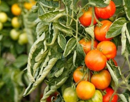 ������ �� ��������� ������������ ������ � ��� ���, ��� � ��� ������?