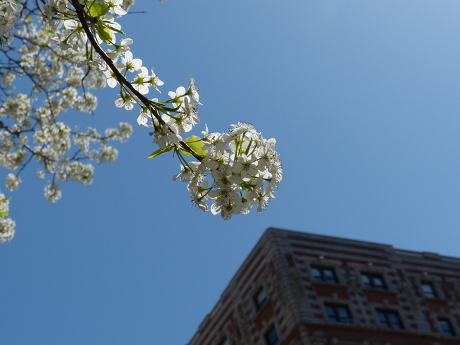 Callery Pear