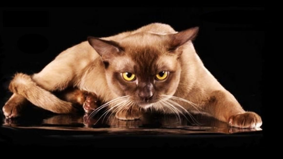 http://aroundpet.ru/wp-content/uploads/burmanskaya-poroda-kogda-poyavilas-2-1170x658.jpg