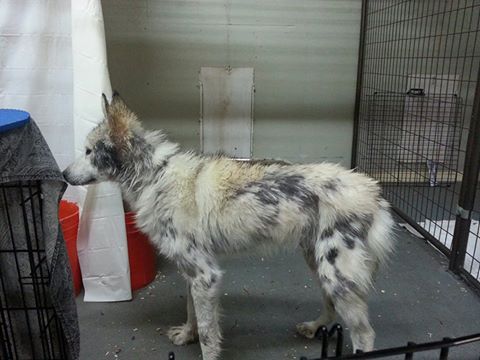 Люди бросали палки и камни в волка, который появился около их домов, чтобы попросить помощи! Люди бросали палки и камни в волка, который появился около их домов, чтобы попросить помощи!