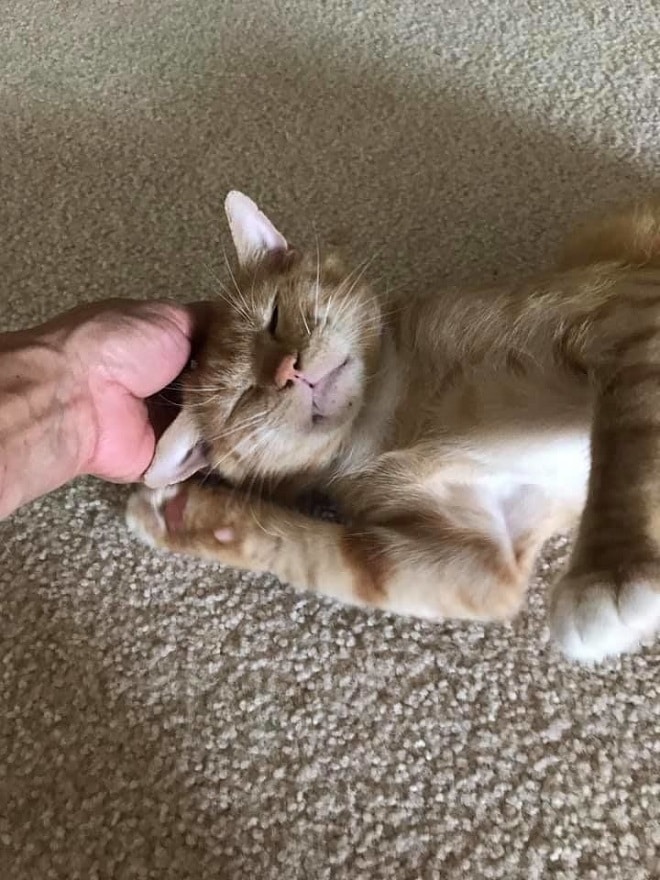 Кот и рука Котенка гладят