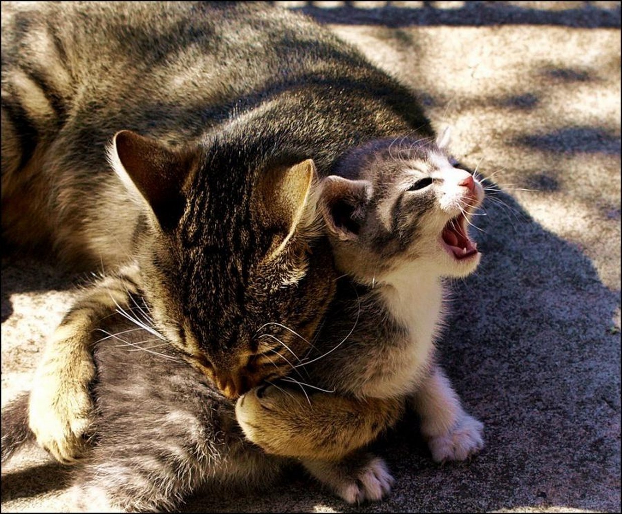 кусающие коты фото