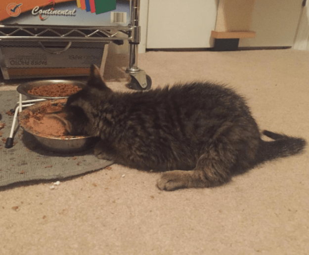 Малыши, которые ещё не совсем готовы быть котами)) Малыши, которые ещё не совсем готовы быть котами))