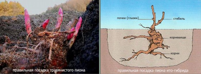 Особенности выращивания пионов