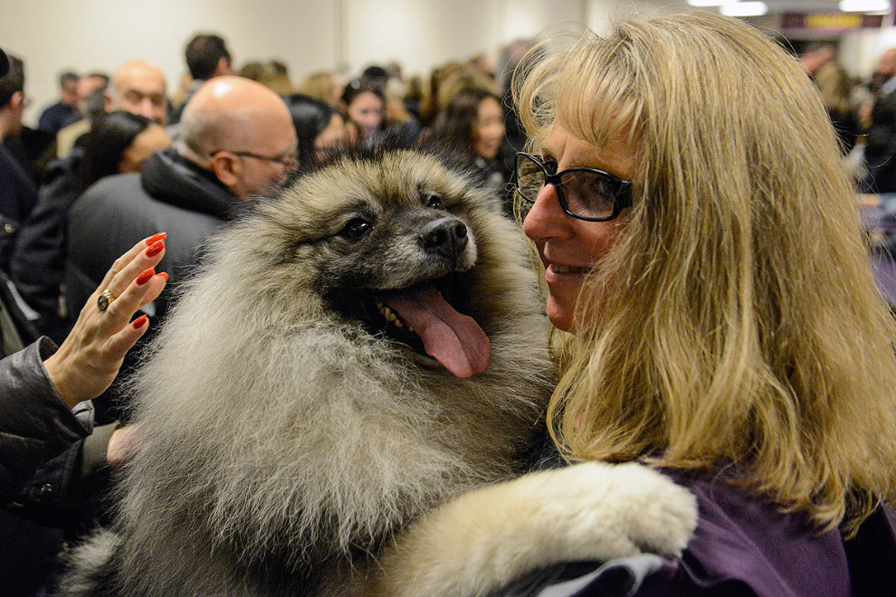 Выставка собак Westminster Kennel Club 2017