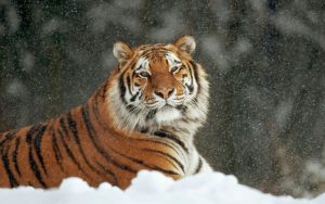 ОТБЛАГОДАРИЛ