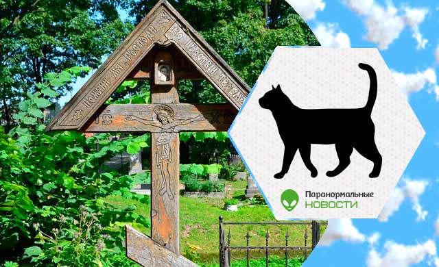 Увидели кота на кладбище - покормите и приласкайте его: Народные кладбищенские приметы и запреты