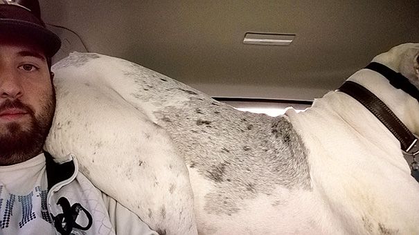 25 собак, которые плевать хотели на твоё личное пространство собаки и личное пространство, собаки засранцы