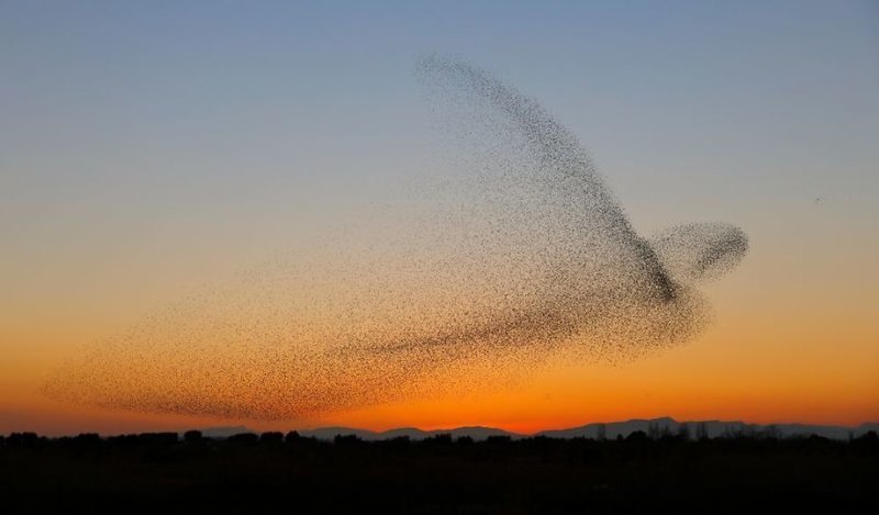 Фотограф не сразу понял, что сделал совершенно уникальный снимок невероятно, птицы, скворцы, снимки, совпадение, стая, уникальные кадры, фото