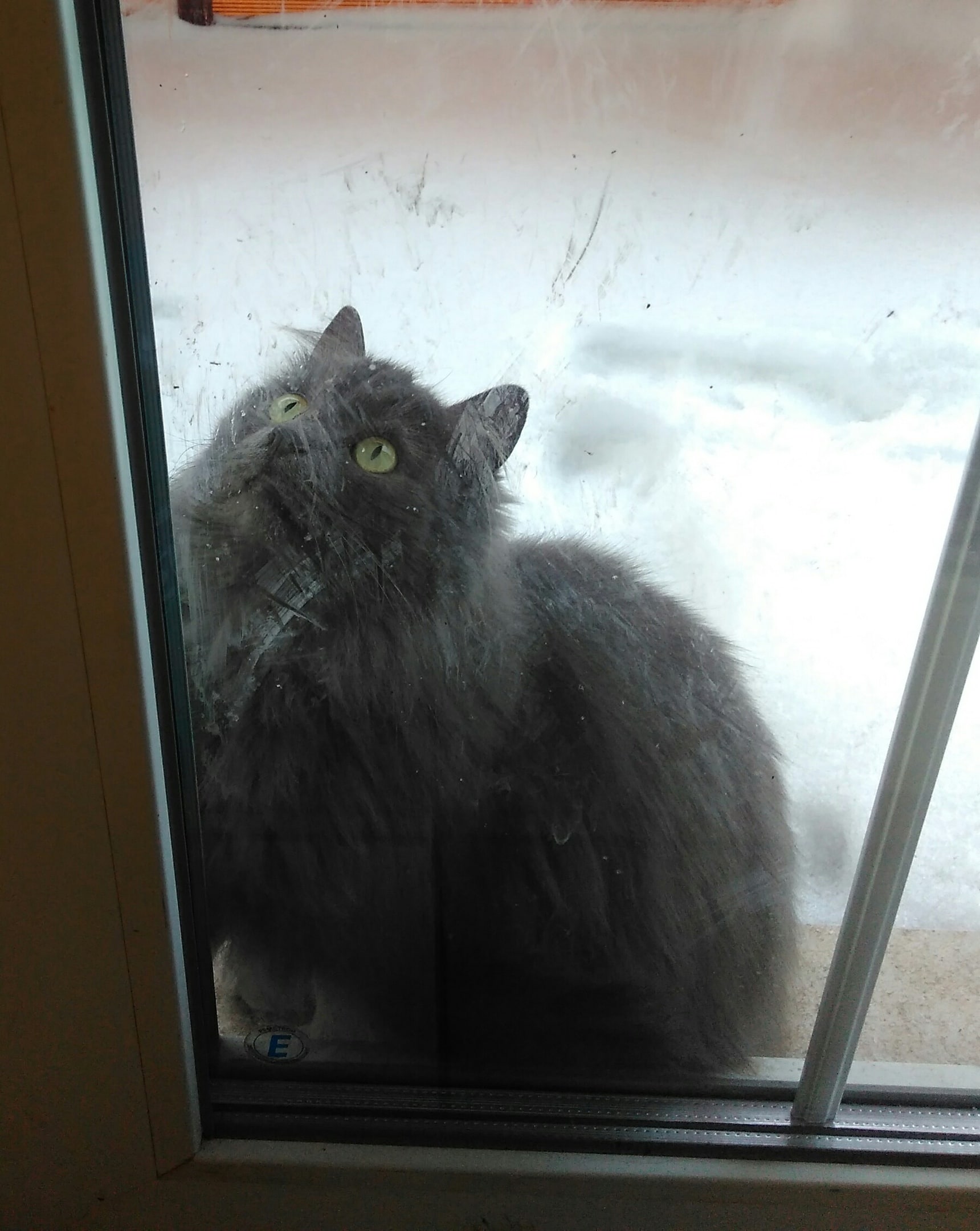 дом для кошки кошка за окном
