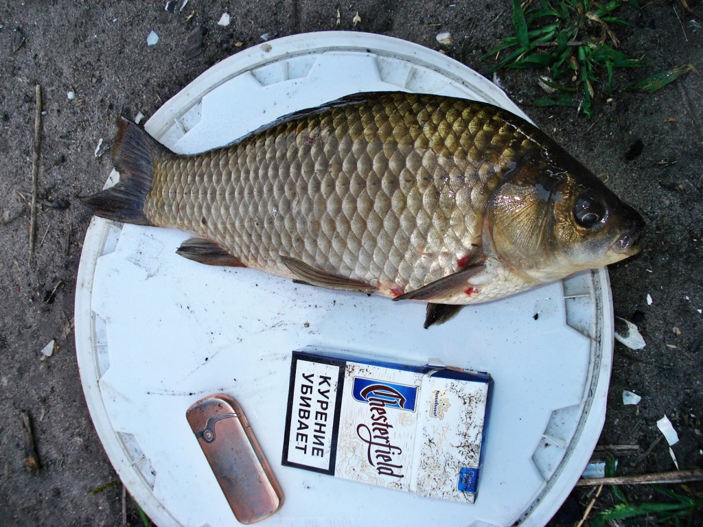 fishhungry видео fishhungry видео