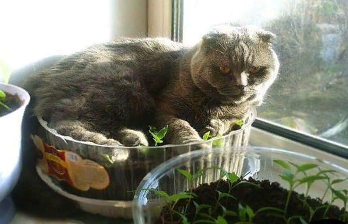 Шкодный кот (весёлая фотоподборка)