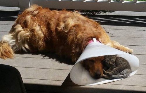 Животные, которые подарят улыбку и поднимут настроение