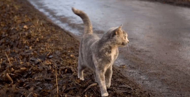 Кормящая кошка бросала новорожденных котят и убегала в лес