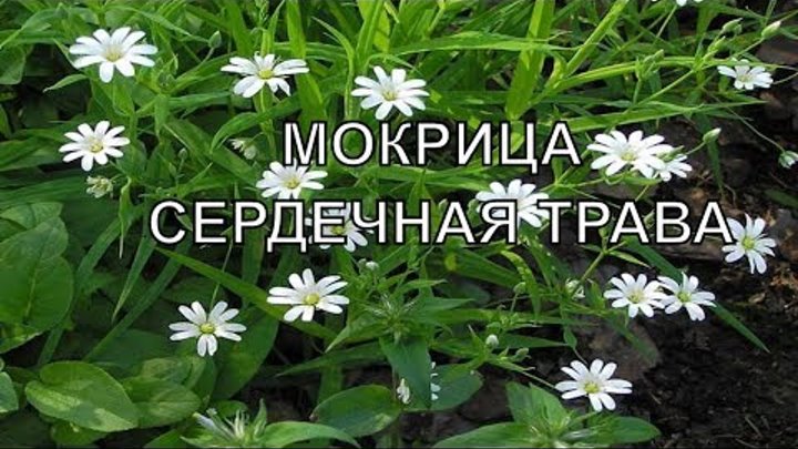 ÐаÑÑинки по ÐапÑоÑÑ Ð¼Ð¾ÐºÑиÑа ÑÑава