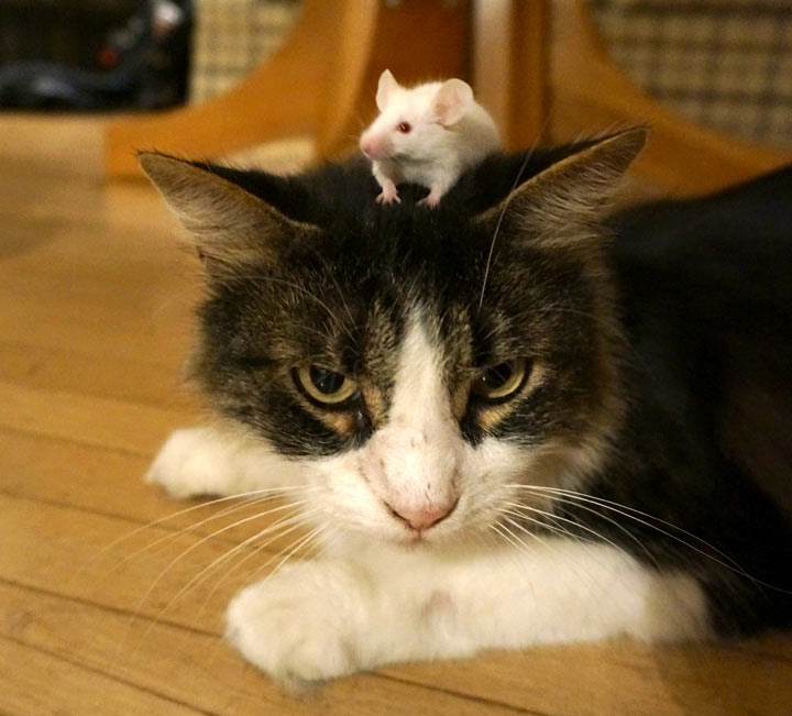 Кот и мышь лучшие друзья