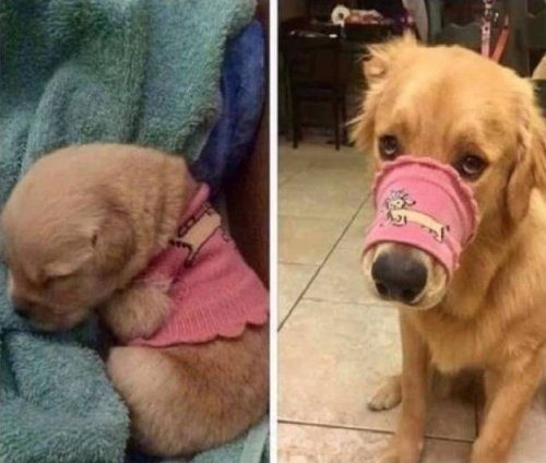 Животные, которые подарят улыбку и поднимут настроение