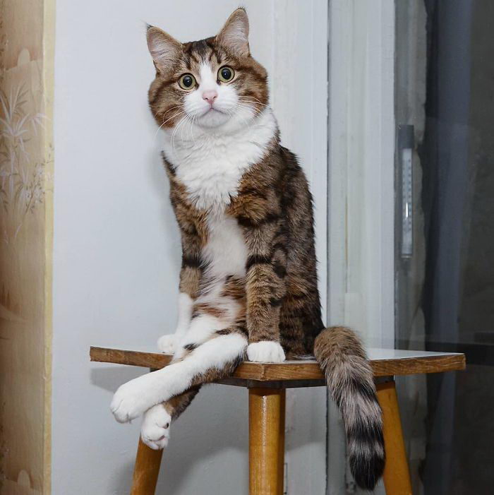 Кот Рекси с самой живой мимикой на свете Кот Рекси с самой живой мимикой на свете