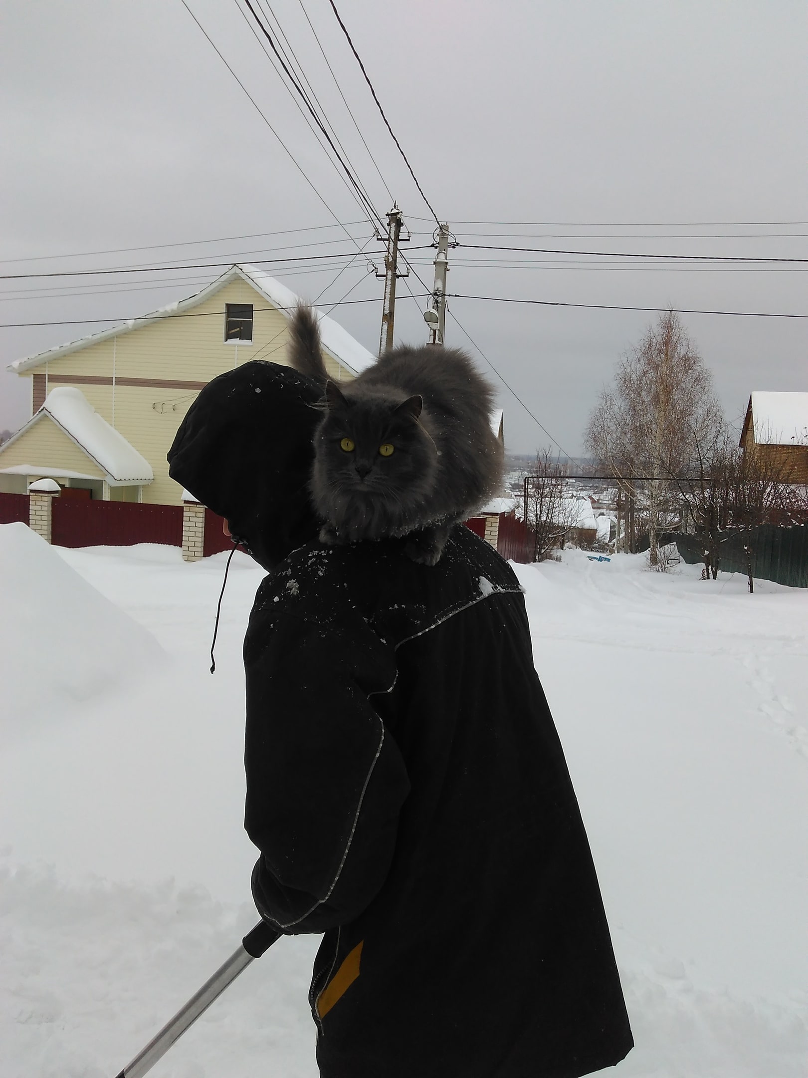 дом для кошки кот с хозяином