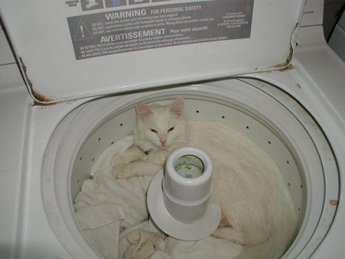 Животные, которые подарят улыбку и поднимут настроение