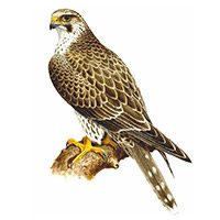 Ваш знак согласно индейскому гороскопу
