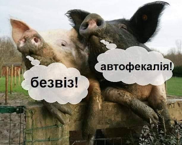 Год Свиньи - год Украины Год Свиньи - год Украины