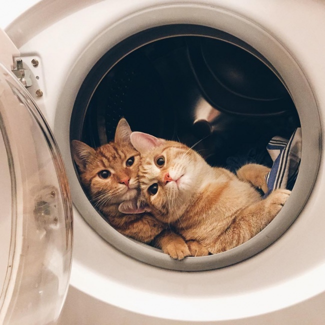 Шедевральная подборка фотографий, по которым сразу понятно, что это за счастье такое — жить с двумя котами сразу!