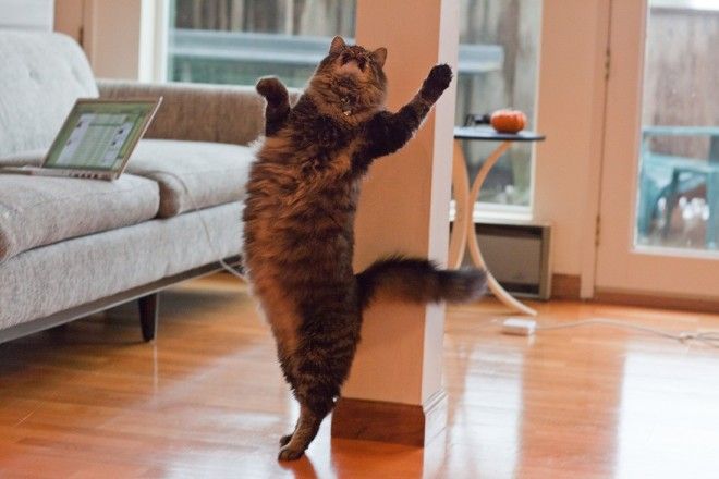 КОТЭ-ФАКТЫ. О ТОМ, ЧЕГО ВЫ НЕ ЗНАЛИ ОБ УСАТЫХ ЛЮБИМЦАХ! КОТЭ-ФАКТЫ. О ТОМ, ЧЕГО ВЫ НЕ ЗНАЛИ ОБ УСАТЫХ ЛЮБИМЦАХ!