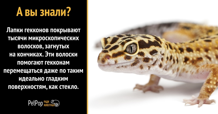 Геккон, сбрасывающий кожу, поразил пользователей сети