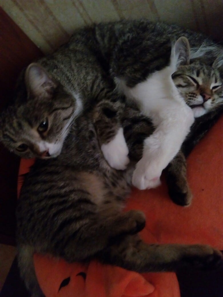 спасение котенка две кошки