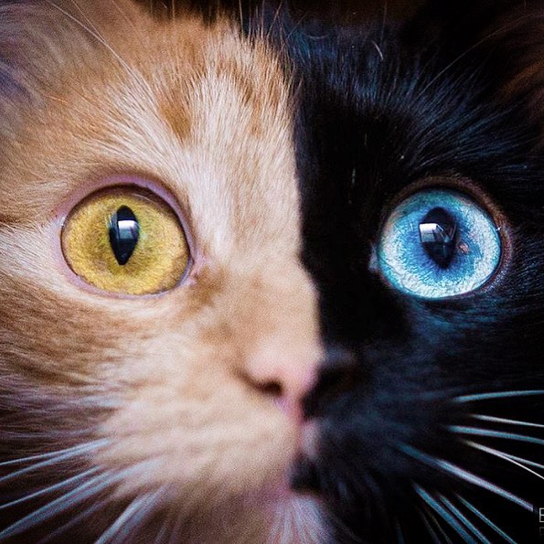 8 удивительных фото двуликой кошки Венеры