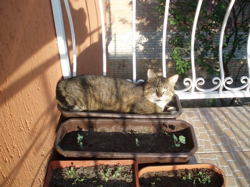 Шкодный кот (весёлая фотоподборка)