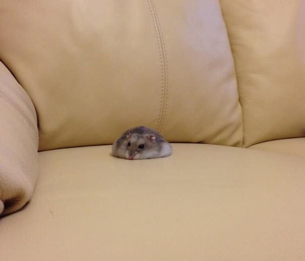 Кто-то проливали Hamster на кушетке Кто-то проливали Hamster на кушетке