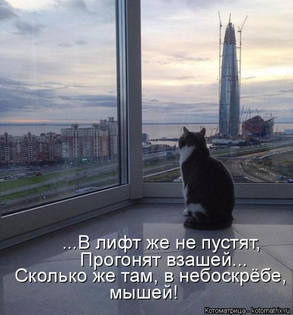 Котоматрицы для подзарядки позитивом))) Котоматрицы для подзарядки позитивом)))