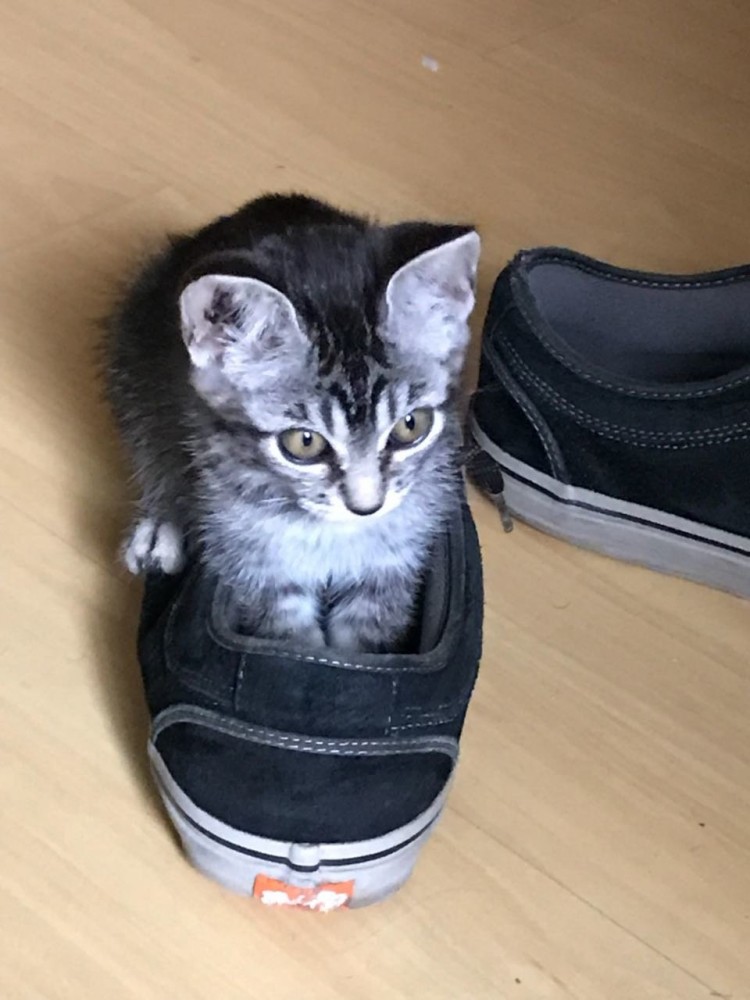 "В нашем доме не будет кота! Мама запретила оставлять котенка, но что-то пошло не по плану... "В нашем доме не будет кота! Мама запретила оставлять котенка, но что-то пошло не по плану...