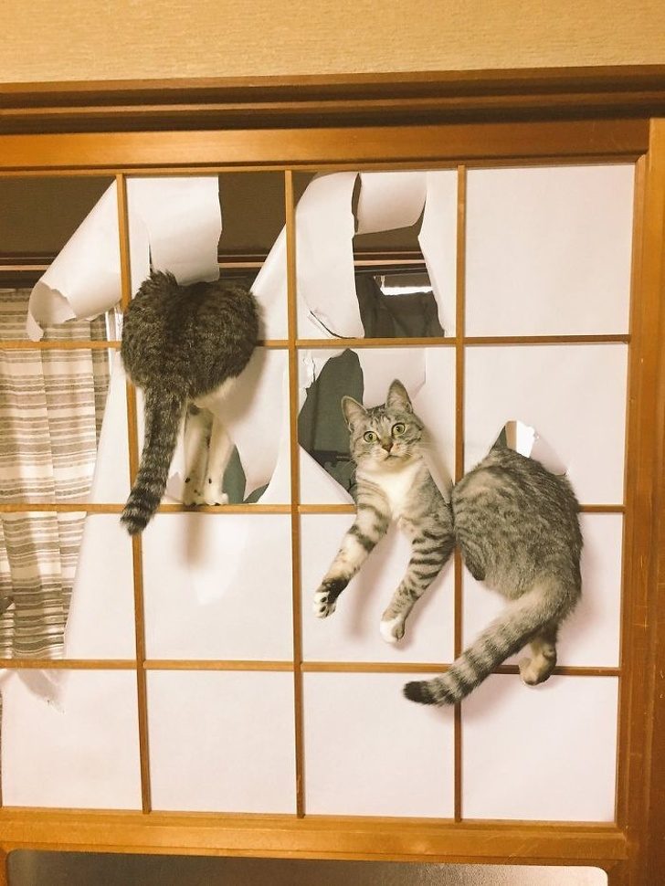 Безумные коты, которые плевать хотели на ваш авторитет)) Безумные коты, которые плевать хотели на ваш авторитет))