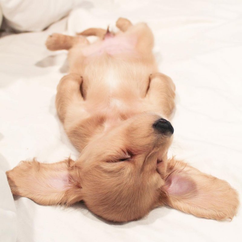 25 милых фото щенков, глядя на которые невозможно удержаться от улыбки instagram, милый щенок, фото, щенки, щенок
