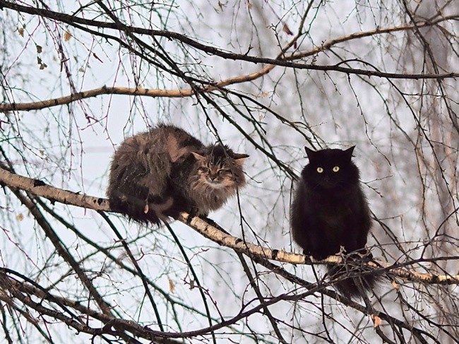 Весна — коты прилетели! Весна — коты прилетели!