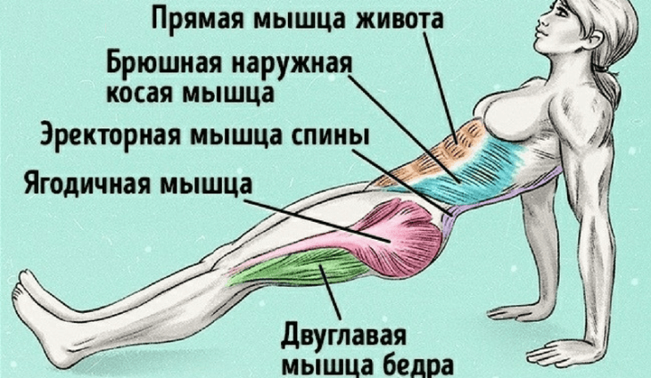 Стойка в обратной планке: Все о пользе для фигуры Стойка в обратной планке: Все о пользе для фигуры