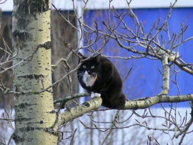 Весна — коты прилетели! Весна — коты прилетели!
