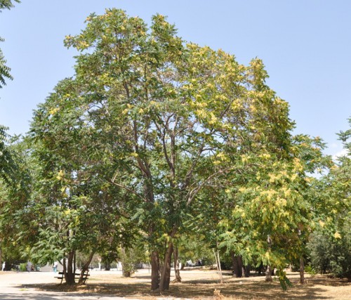 САД, ЦВЕТНИК И ОГОРОД. Айлант (лат. Ailanthus) САД, ЦВЕТНИК И ОГОРОД. Айлант (лат. Ailanthus)