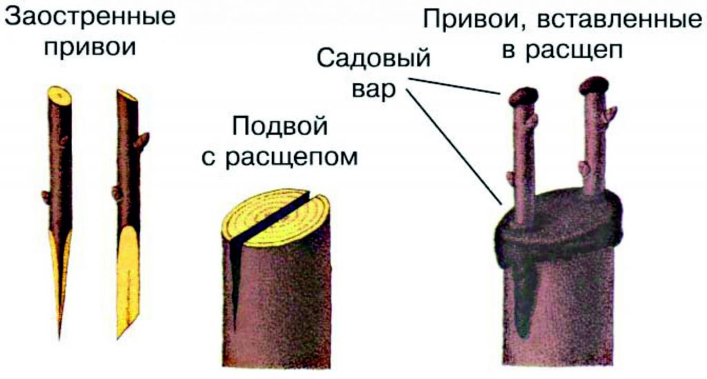 Прививка яблонь весной для начинающих