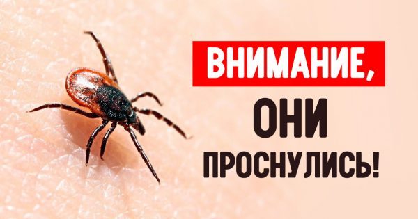 thumb-600x315