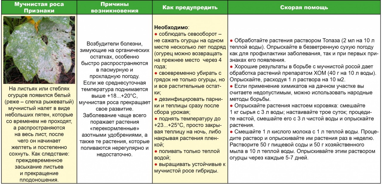 Чем брызгать рассаду помидор от болезней 97