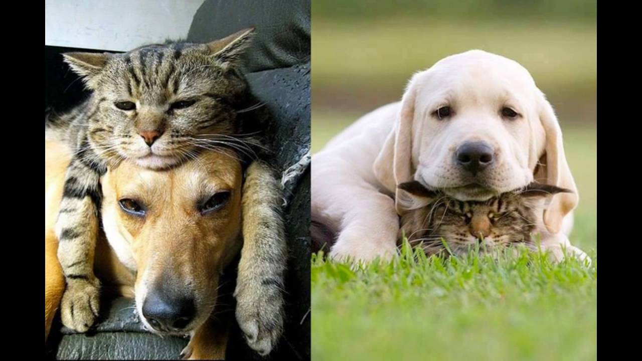 Котипес или песикот