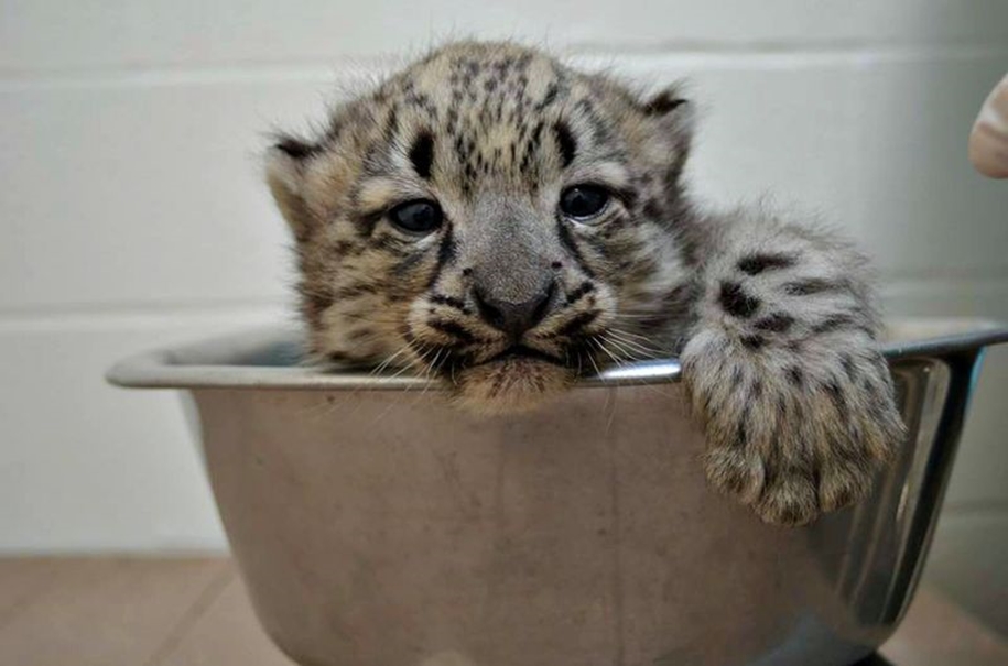 Коробки и кошки... большие кошки