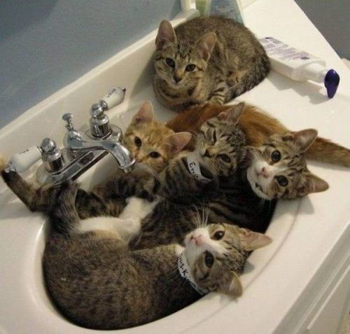 Животные, которые подарят улыбку и поднимут настроение
