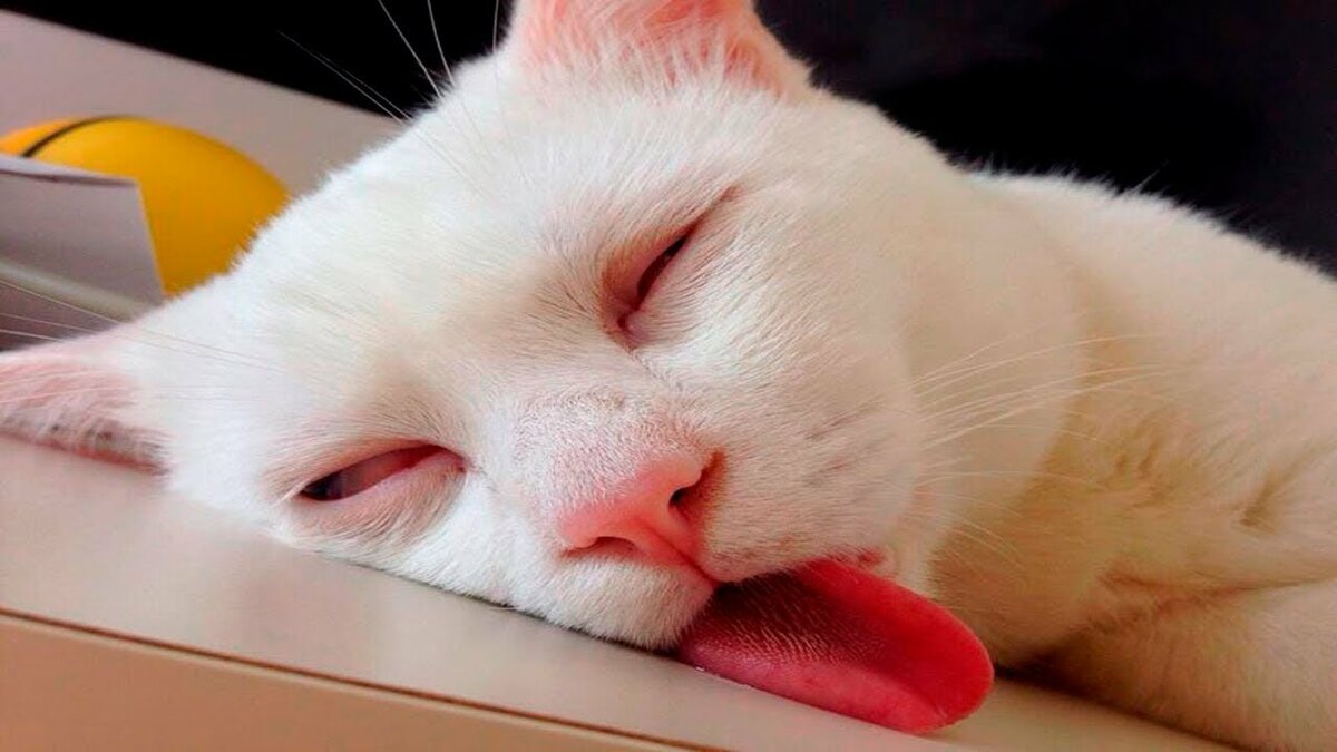 спящий котик картинки смешные