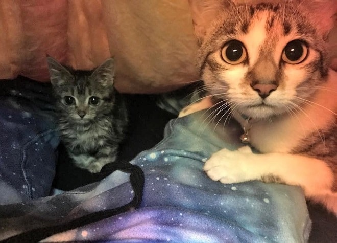 Котики в доме Кошка и котенок
