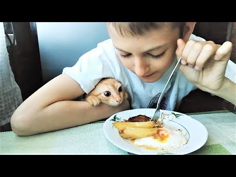Лучшие приколы с Животными 2018 Вкусная подборка для сладкоежек Коты и Кошки Сладкоежки Лучшие приколы с Животными 2018 Вкусная подборка для сладкоежек Коты и Кошки Сладкоежки
